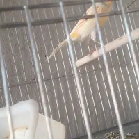 تعدادی قناری نر جهت معاوضه با طوطی سخنگو