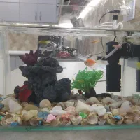 آکواریوم شیشه خم شرکتی با ماهی و وسیله