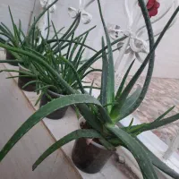 گل آلوورا زینتی و درمانی