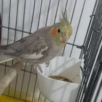 عروسی هلندی نر