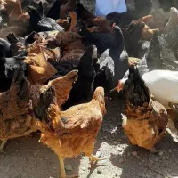 مرغ تخم گذار