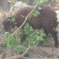 بره افشاری درجه یک