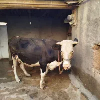 گاوسیمینتال4ماه آبستن|حیوانات مزرعه|مریوان, |دیوار