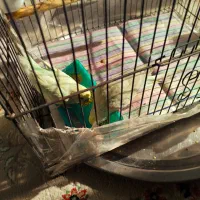 جفت مرغ عشق نیمه دستی|پرنده|ری, جوانمرد قصاب|دیوار