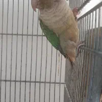 طوطی گرینچیک ماده کارداده