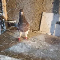 کبوتر رنگی|پرنده|مشهد, کلاته برفی|دیوار