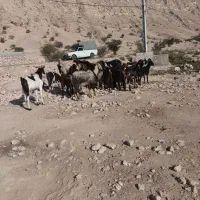 فروش بز و پازن