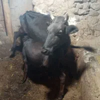 گاو|حیوانات مزرعه|هیر, |دیوار