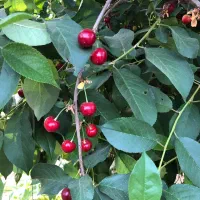 باغچه ملکی با نهال و استخر