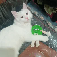 گربه سفید پرشین|گربه|بوشهر, |دیوار