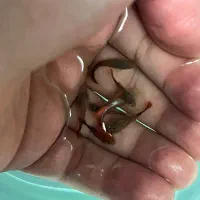 ماهی گوپی کوی بالن