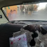 پیکان سواری|خودرو سواری و وانت|همدان, |دیوار