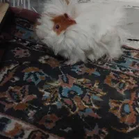 واگذاری خوکچه ماده