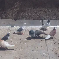 کبوتر مومن اباد|پرنده|ازنا, |دیوار