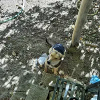 یک قلاده سگ ژرمن مالنیوز