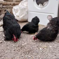 ۲عدد مرغ و۲عدد خروس