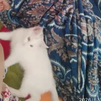 بچه گربه|گربه|بروجن, |دیوار