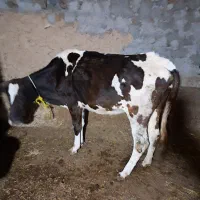 یک عدد گاو دوگه فروش فوری