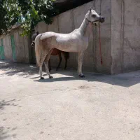 مادیون عرب دو سر