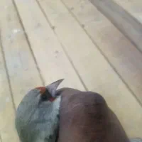 سهره معاوضه یافروشی|پرنده|مشهد, نظام دوست|دیوار