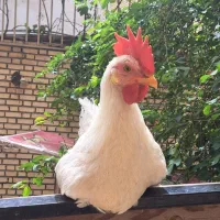 خروس