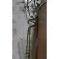 گل و گلدان بامبو