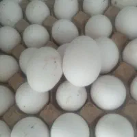 تخم مرغ درشت