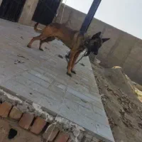 فروش سگ فوق‌العاده حرف گوش کن اجتماعی پر از انرژی