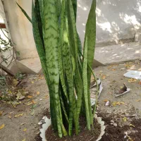 گل سانسوریا
