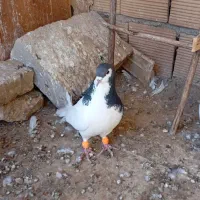 کبوترچب سیاه نرمست پرنده