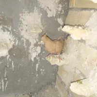 ماده|پرنده|شیراز, کفترک|دیوار