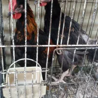 مرغ و خروس سیاه و سفید جهت قربانی