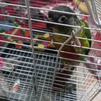 طوطی گرینچیک|پرنده|مشهد, شهید قربانی|دیوار