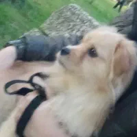 سگ میکس اشپیتز و شیتزو عقیم شده