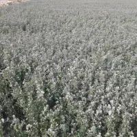 یونجه خورد شده کیلو 35