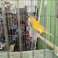 قناری زیتونی رنگ روشن آماده آماده پسه کوزه ای|پرنده|شیراز, شهرک قمشه|دیوار