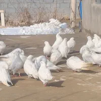 کبوتر ۴۰ عدد فروشی نک سیاه جمع