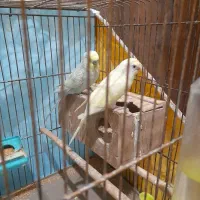 طوطی و مرغ عشق|پرنده|گرمی, |دیوار