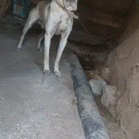 سگ سرابی اصیل