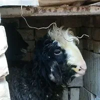 بره شیری ماده