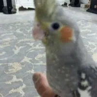 عروس هلندی