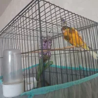 قناری بخون (شلاقی)  مست مست|پرنده|شاهین‌شهر, شهرک هشت بهشت|دیوار