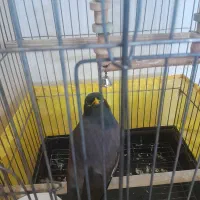 مرغ مینا سخنگو|پرنده|تهران, ارامنه|دیوار