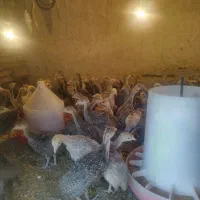 جوجه بوقلمون 37 روزه