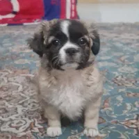 سگ خانگی فرنچ بولداگ نر