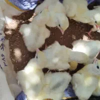 جوجه بوقلمو ن