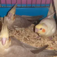 جوجه عروس هلندی رام ودستی