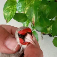 سهره دورگ کرمونی