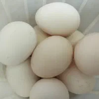 تخم مرغ نطفه دار