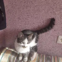 واگذاری دو گربه پنج ماه